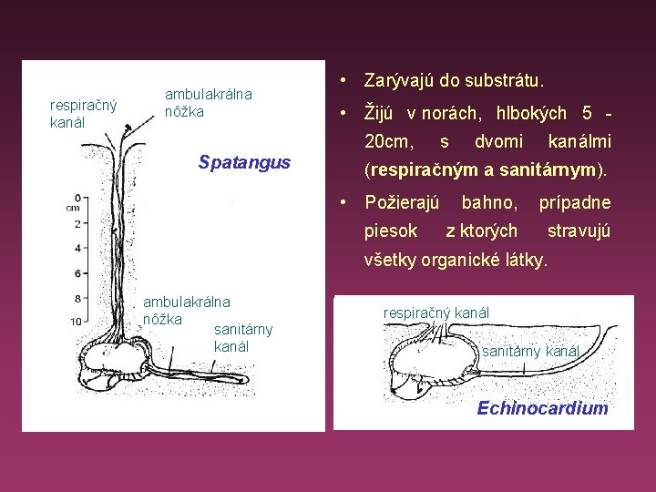 respiračný kanál ambulakrálna nôžka • Zarývajú do substrátu. • Žijú v norách, hlbokých 5