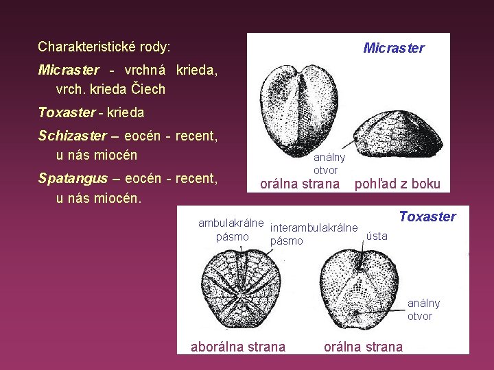 Charakteristické rody: Micraster - vrchná krieda, vrch. krieda Čiech Toxaster - krieda Schizaster –