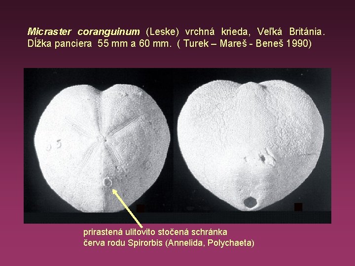 Micraster coranguinum (Leske) vrchná krieda, Veľká Británia. Dĺžka panciera 55 mm a 60 mm.