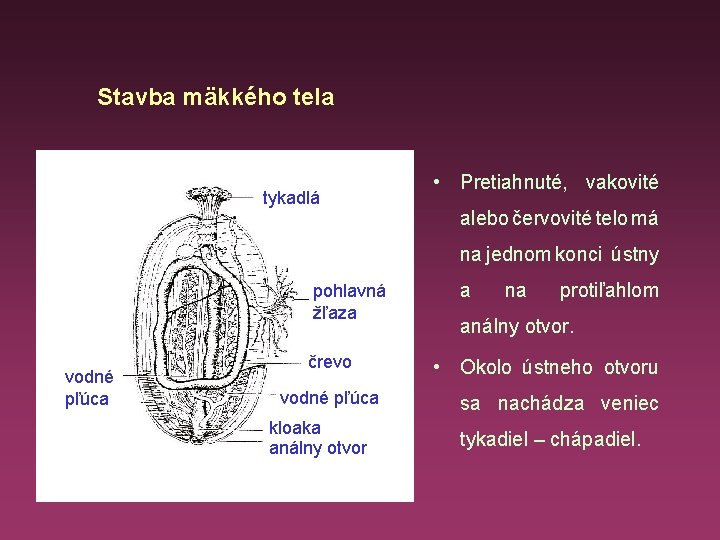 Stavba mäkkého tela tykadlá • Pretiahnuté, vakovité alebo červovité telo má na jednom konci