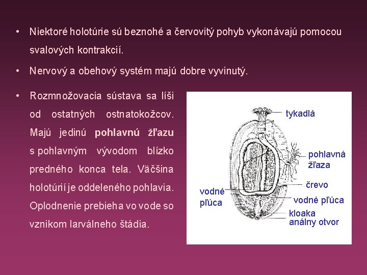  • Niektoré holotúrie sú beznohé a červovitý pohyb vykonávajú pomocou svalových kontrakcií. •