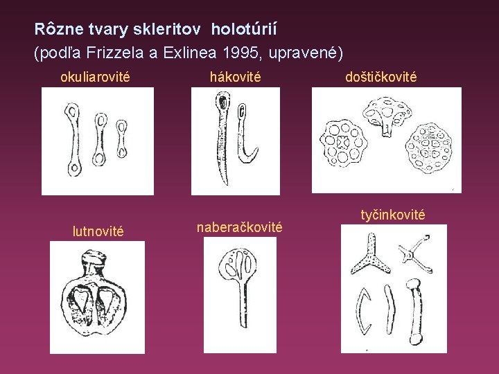 Rôzne tvary skleritov holotúrií (podľa Frizzela a Exlinea 1995, upravené) okuliarovité lutnovité hákovité naberačkovité