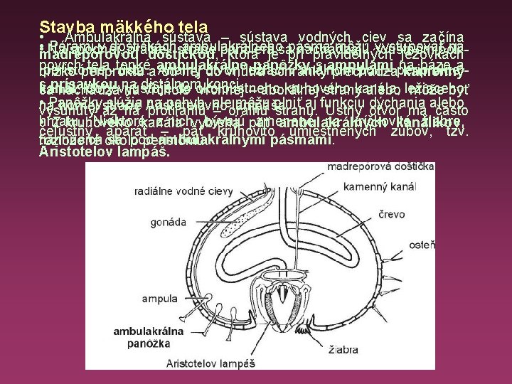 Stavba mäkkého tela • Ambulakrálna sústava – sústava vodných ciev sa začína • Na