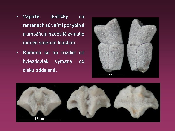  • Vápnité doštičky na ramenách sú veľmi pohyblivé a umožňujú hadovité zvinutie ramien