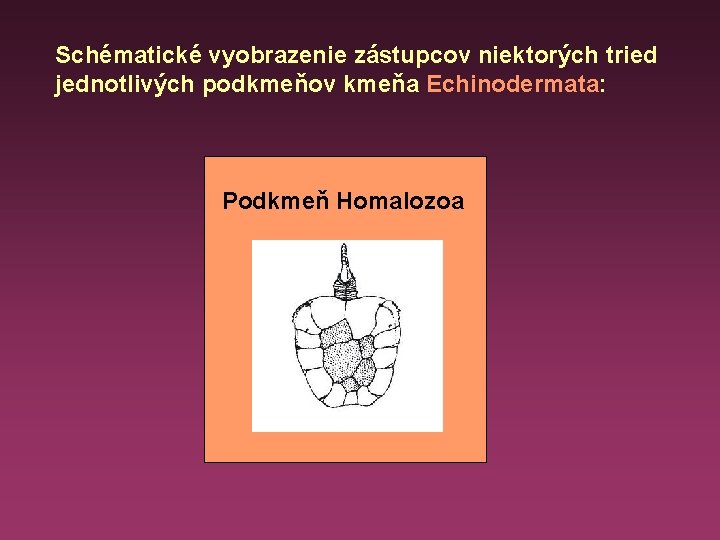 Schématické vyobrazenie zástupcov niektorých tried jednotlivých podkmeňov kmeňa Echinodermata: Podkmeň Homalozoa 