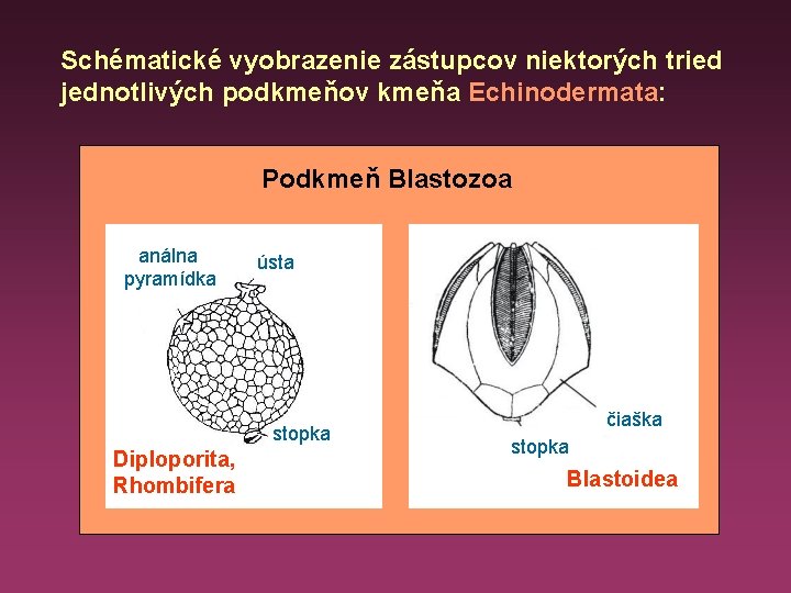 Schématické vyobrazenie zástupcov niektorých tried jednotlivých podkmeňov kmeňa Echinodermata: Podkmeň Blastozoa análna pyramídka ústa