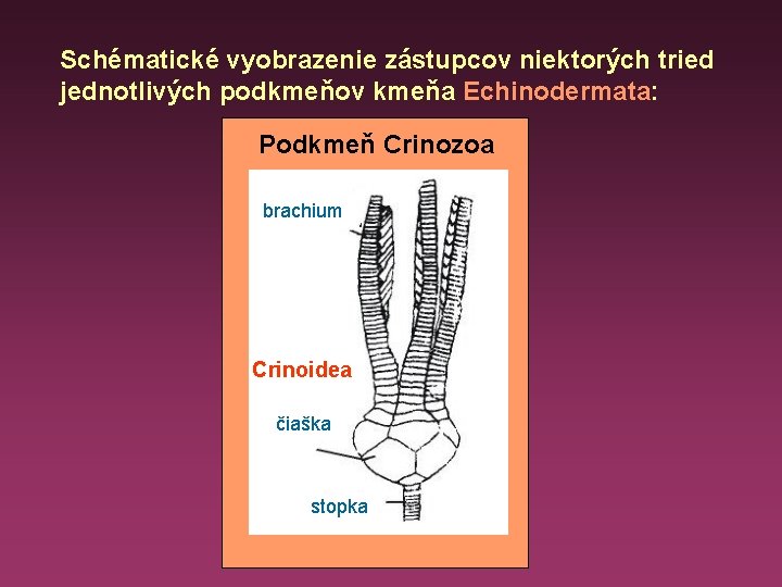 Schématické vyobrazenie zástupcov niektorých tried jednotlivých podkmeňov kmeňa Echinodermata: Podkmeň Crinozoa brachium Crinoidea čiaška