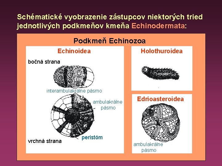 Schématické vyobrazenie zástupcov niektorých tried jednotlivých podkmeňov kmeňa Echinodermata: Podkmeň Echinozoa Echinoidea Holothuroidea bočná