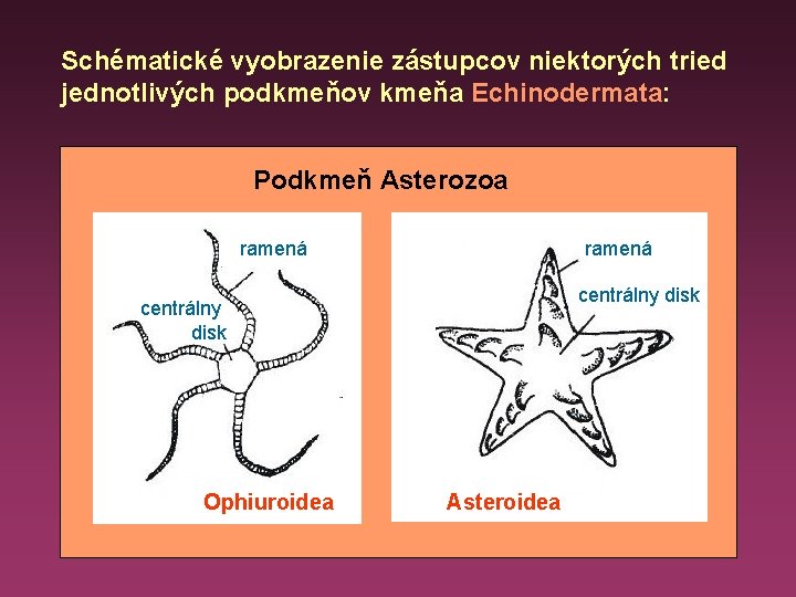 Schématické vyobrazenie zástupcov niektorých tried jednotlivých podkmeňov kmeňa Echinodermata: Podkmeň Asterozoa ramená centrálny disk