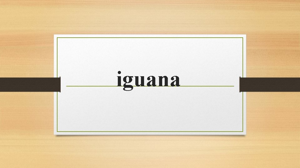 iguana 