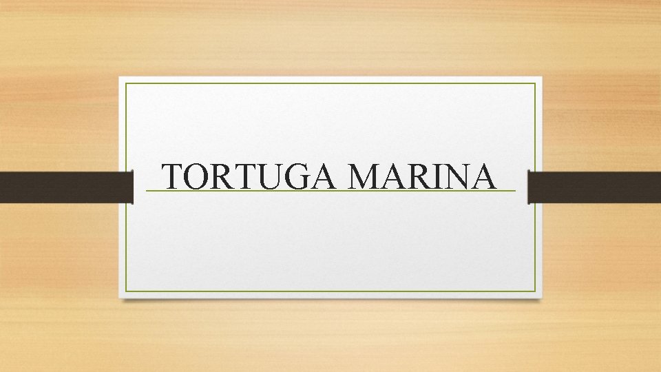 TORTUGA MARINA 