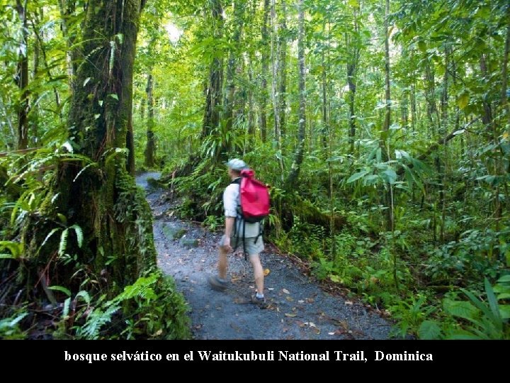 bosque selvático en el Waitukubuli National Trail, Dominica 