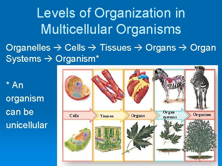 Levels of Organization in Multicellular Organisms Organelles Cells Tissues Organ Systems Organism* * An