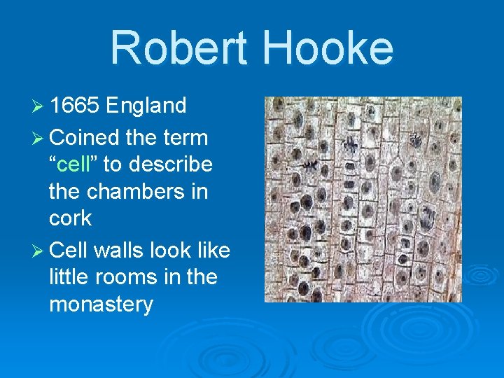 Robert Hooke Ø 1665 England Ø Coined the term “cell” to describe the chambers