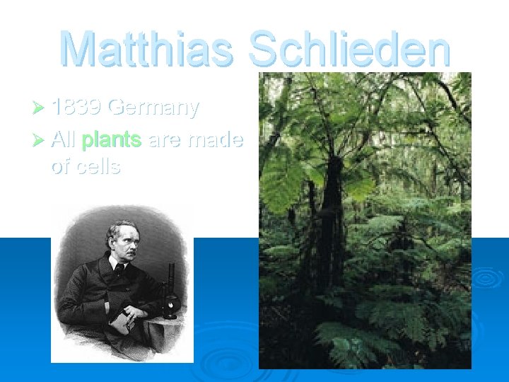 Matthias Schlieden Ø 1839 Germany Ø All plants are made of cells 