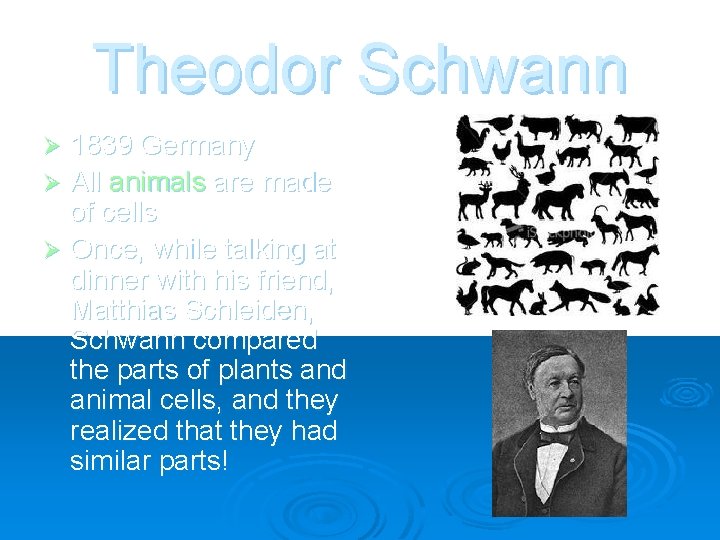 Theodor Schwann 1839 Germany Ø All animals are made of cells Ø Once, while