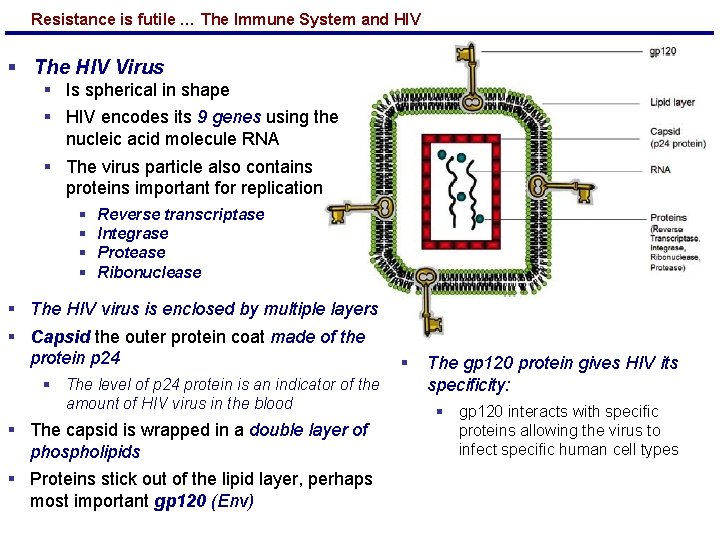 Resistance is futile … The Immune System and HIV § The HIV Virus §