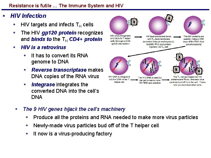 Resistance is futile … The Immune System and HIV § HIV Infection § HIV