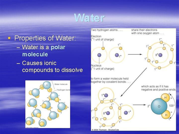 Water § Properties of Water: – Water is a polar molecule – Causes ionic