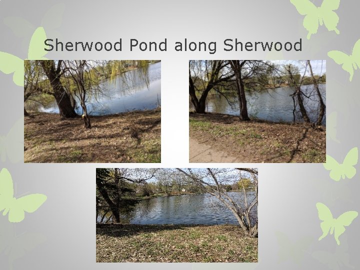 Sherwood Pond along Sherwood 