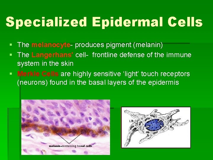 Specialized Epidermal Cells § The melanocyte- produces pigment (melanin) § The Langerhans' cell- frontline