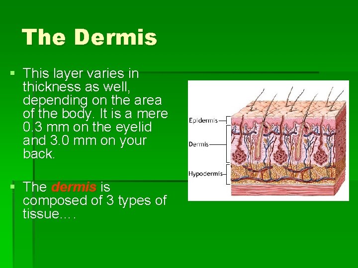 The Dermis § This layer varies in thickness as well, depending on the area