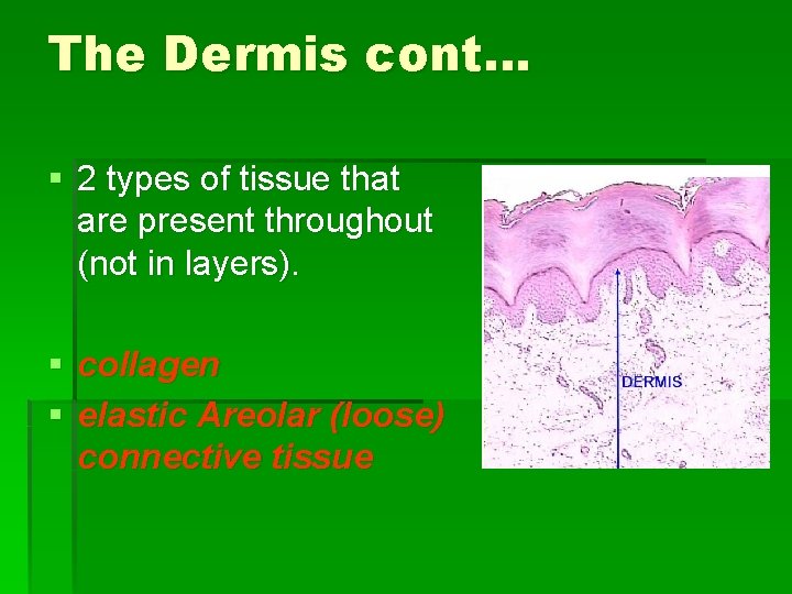 The Dermis cont… § 2 types of tissue that are present throughout (not in