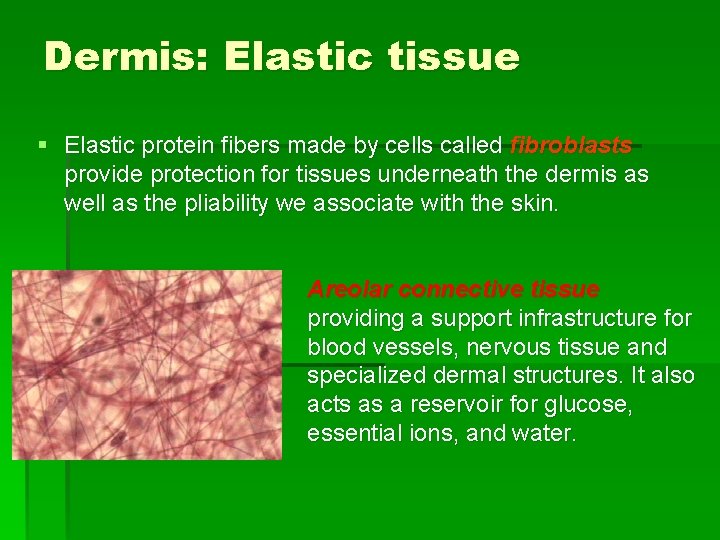Dermis: Elastic tissue § Elastic protein fibers made by cells called fibroblasts provide protection