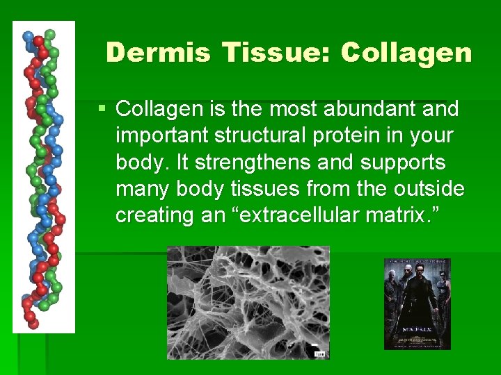 Dermis Tissue: Collagen § Collagen is the most abundant and important structural protein in