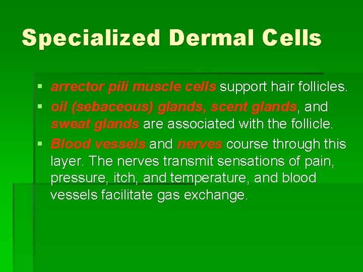 Specialized Dermal Cells § arrector pili muscle cells support hair follicles. § oil (sebaceous)