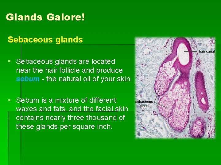 Glands Galore! Sebaceous glands § Sebaceous glands are located near the hair follicle and