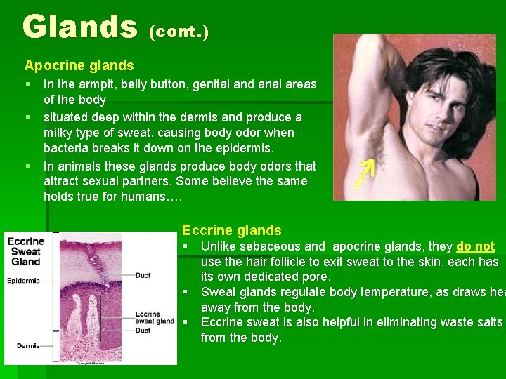 Glands (cont. ) Apocrine glands § § § In the armpit, belly button, genital