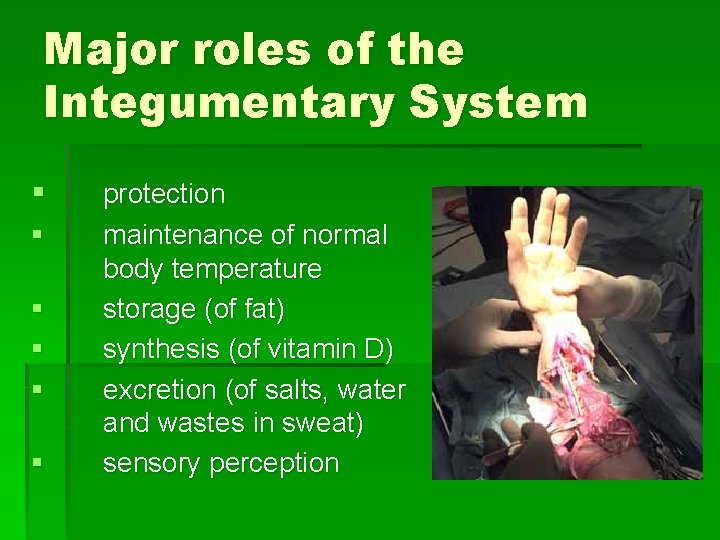 Major roles of the Integumentary System § § § protection maintenance of normal body