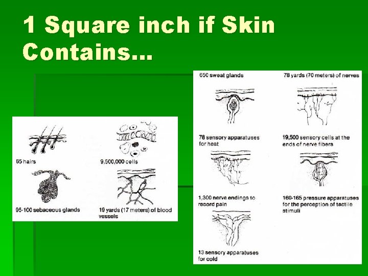 1 Square inch if Skin Contains… 