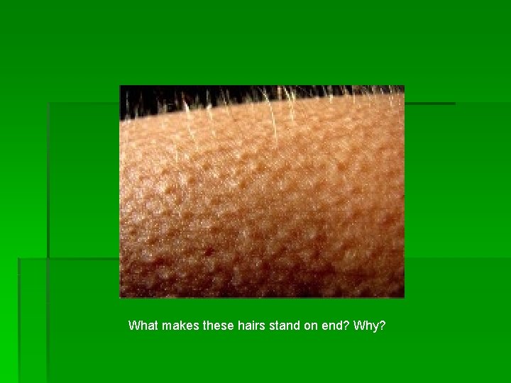 What makes these hairs stand on end? Why? 