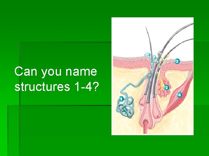 Can you name structures 1 -4? 