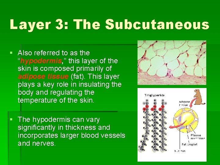 Layer 3: The Subcutaneous § Also referred to as the “hypodermis, ” this layer