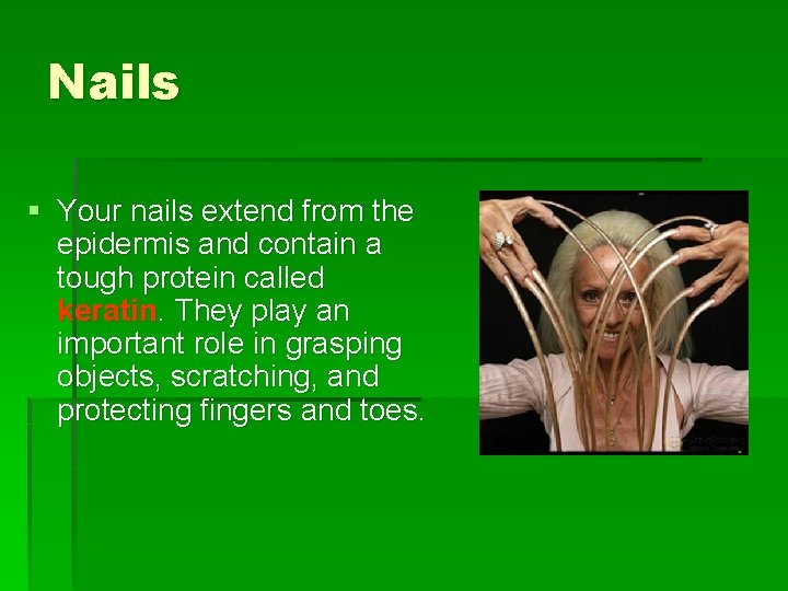 Nails § Your nails extend from the epidermis and contain a tough protein called