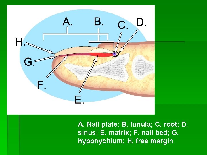 A. Nail plate; B. lunula; C. root; D. sinus; E. matrix; F. nail bed;