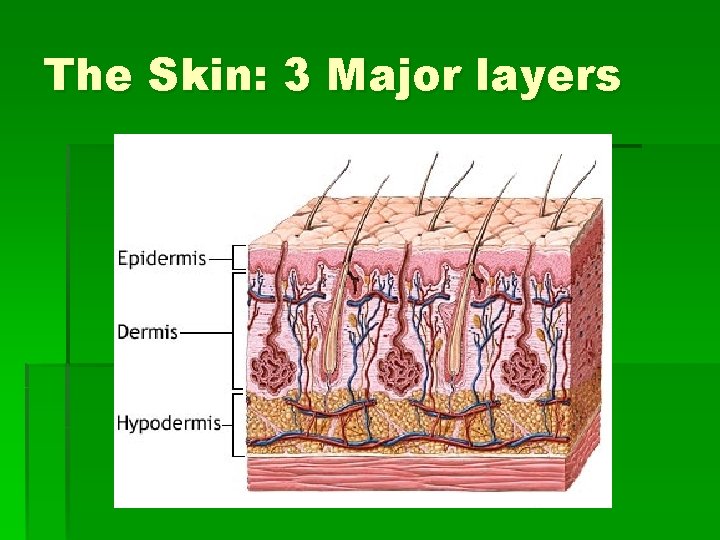 The Skin: 3 Major layers 