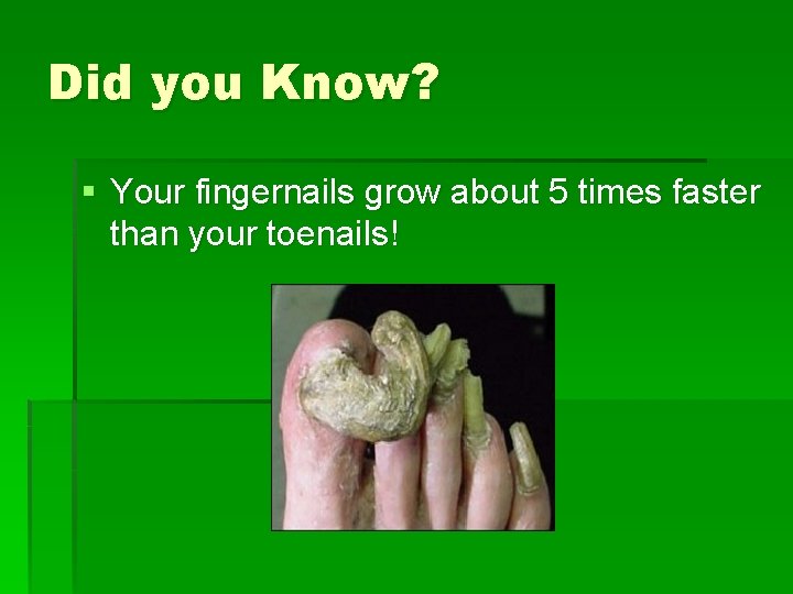 Did you Know? § Your fingernails grow about 5 times faster than your toenails!