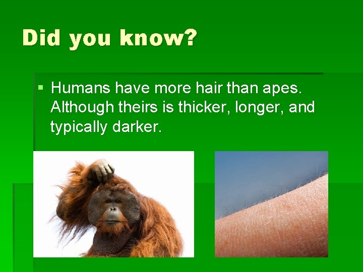 Did you know? § Humans have more hair than apes. Although theirs is thicker,