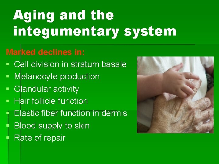 Aging and the integumentary system Marked declines in: § Cell division in stratum basale
