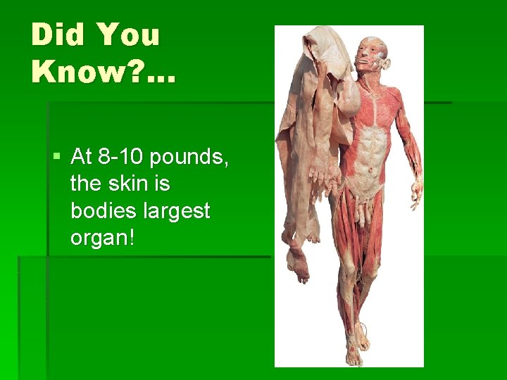 Did You Know? . . . § At 8 -10 pounds, the skin is