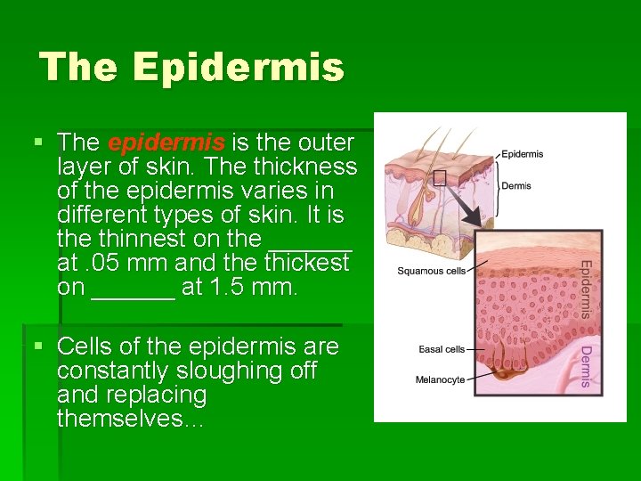 The Epidermis § The epidermis is the outer layer of skin. The thickness of