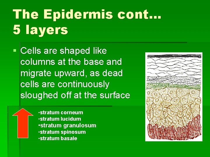 The Epidermis cont… 5 layers § Cells are shaped like columns at the base