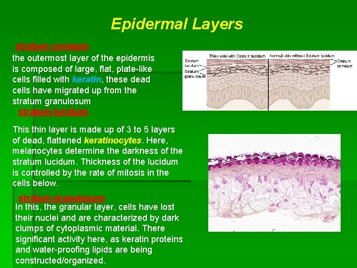 Epidermal Layers stratum corneum the outermost layer of the epidermis is composed of large,