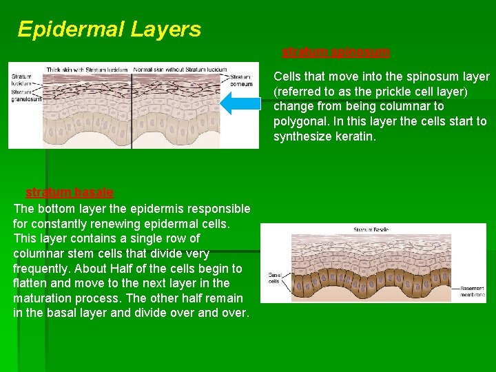 Epidermal Layers stratum spinosum Cells that move into the spinosum layer (referred to as