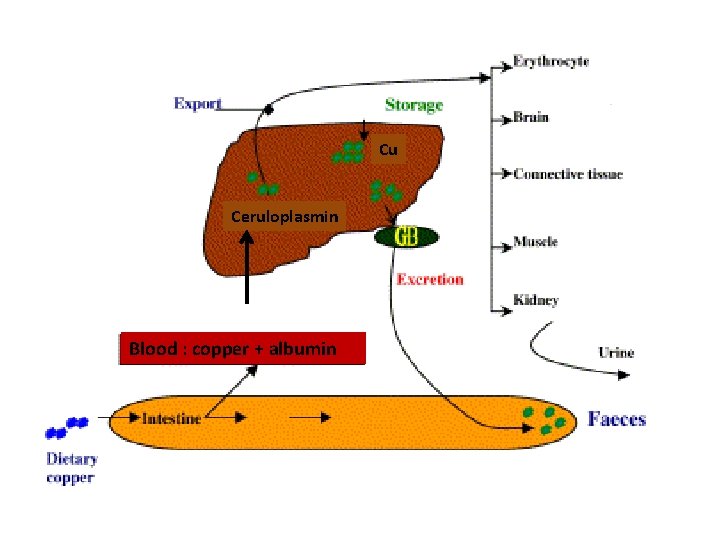Copper metabolism Cu Ceruloplasmin Blood : copper + albumin 