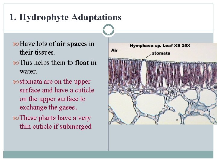 1. Hydrophyte Adaptations Have lots of air spaces in their tissues. This helps them